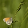 coenglyc_blomstis_160607-000164-w.jpg