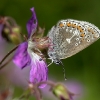 eumeum_dickforsman-048w.jpg