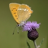 lycvir_dforsman-000159w.jpg