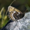 oenenorna-enl03072005w.jpg