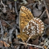 polar-fritillary-f30062005-004w.jpg
