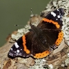 vanata_dickforsman-0910w.jpg