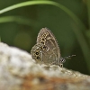 woodland-brown-lopinga-achine26062005.jpg