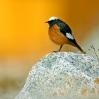 phoery-ter20100510kzkosmostanziya_g2c9566w2.jpg