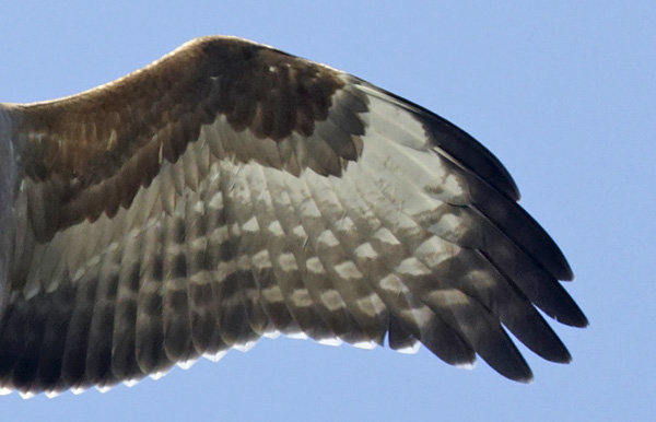 The underwing of a dark morph juvenile Honey-buzzard. This is the most common colour form in juveniles and 4 out of 5 juveniles would be of this form. Compare with the Common Buzz above and note that secondaries are notably dark, often clearly darker than the primaries and that the barring is sparse and heavy. Looking at the coverts, note the uniformity, which in Common Buzz is only found in black morph Steppe Buzzards (not in Europe!) and that it is the greater, not the median coverts, which appear lighter.