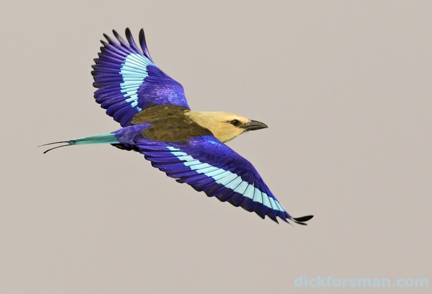 coracyan03012012txt Blue-bellied Roller Coracias cyanogaster, The Gambia, Jan 3rd, 2012. Spent the New Year in the small W African country of The Gambia, leading a one-week birding tour. The depicted roller is one of the W African specials which are easily seen in this small and friendly country.