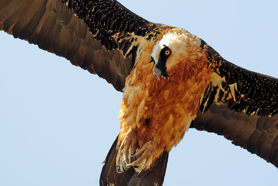 gypabarb1431w Back from a great two weeks birding in Ethiopia. Still, after ten tours, it remains my favourite among African countries. With nearly fifty species of raptors, including Lammergeiers Gypaetus barbatus meridionalis (above), Verreaux's Eagles and many many more, it is a place hard to beat.