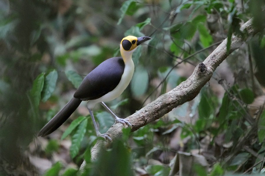 The Yellow-necked Picathartes Picathartes gymnocephalus is the main target of any birding tour to Ghana. Its bizarre look, reminiscent of something from Jurassic Park, rather than modern-day Africa, its remote breeding sites and its secretive habits all make it a very special bird, something to epitomize West African birding.