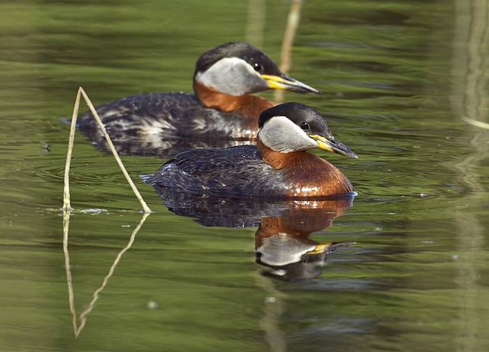 Red-necked Grebes, June, S Finland