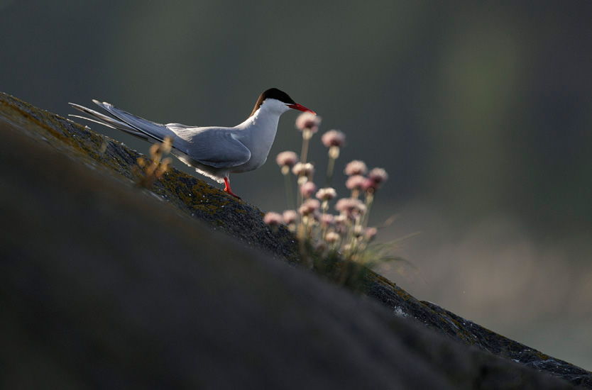 sterna17072010 While most of the Arctic Terns are flocking on the outermost islets prior to the approaching migration, others are still tending half-grown young along the coast. Hanko, Finland, Jul 17, 2010.