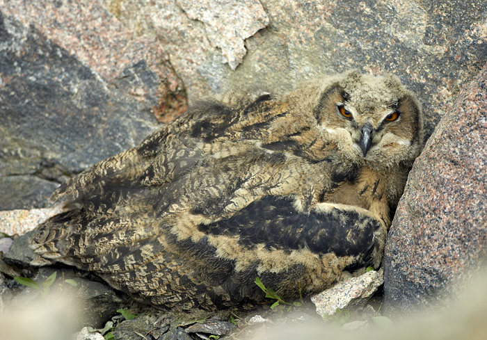 An Eagle Owl chick, nearly 60 centimetres long, imagines being invisible