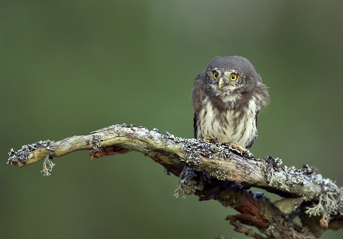 A Pygmy Owl chick just hours after fledging
