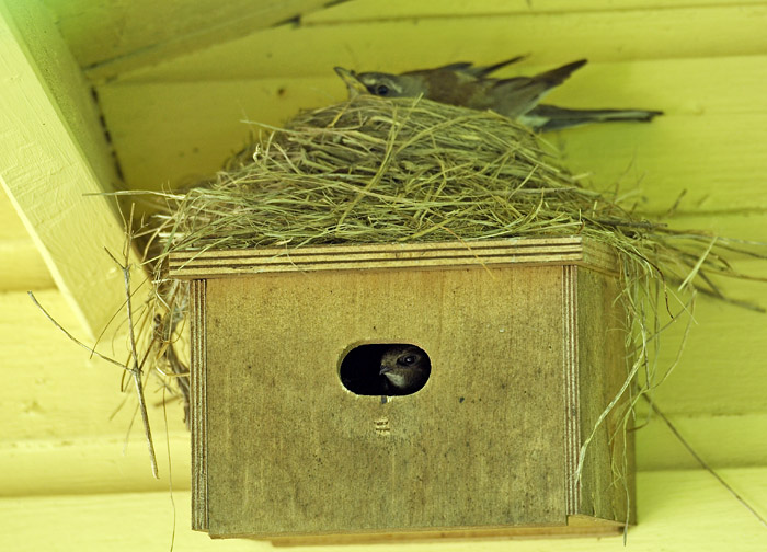Twin occupancy, by Common Swift and Fieldfare. After losing their first broods to Hooded Crows two pairs of Fieldfares settled in the garden, maybe looking for improved security? One pair built their nest on top of an occupied swift box, the other 1,5 m up in a small tree just outside the house. The co-existence works fine, after i trimmed some of the long grasses hanging down in front of the nest hole.
