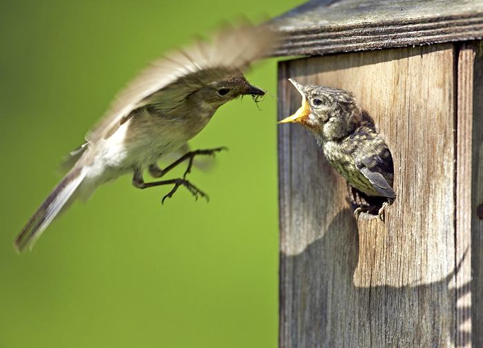 Female Pied Flycatcher feeding an almost fledged young in the garden. In fact, while I was watching this nest all 5 young left within 90 minutes in the middle of the day. When leaving they are fully fledged, and one of them flew 15 metres and landed quite successfully high up in a tree.