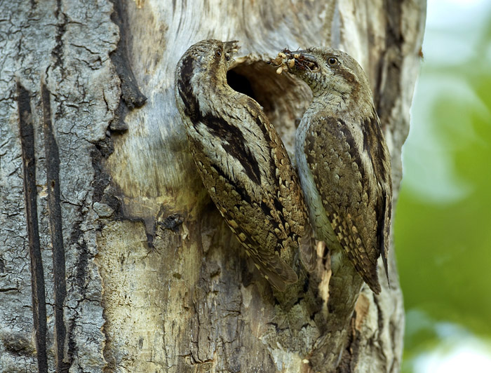 Wrynecks are breeding successfully again! In the past, like 10-20 years ago we had a breeding pair every year in one of the nest-boxes in the garden. Then the visits became more and more irregular with no breeders at all. The same trend was noted all over S Finland. But know, for the last couple of years the numbers seem to be doing better again. These birds should fledge their young any day now.