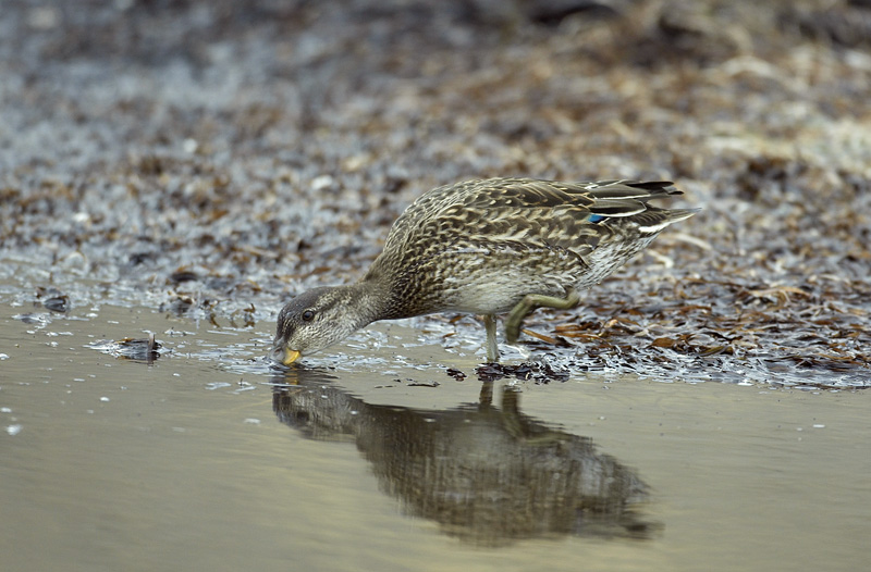 Juvenile Teal Anas crecca feeding in the open only some 10 m away from me, which is most unusual behaviour for a duck of any sort.