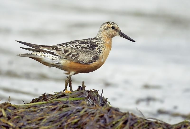 Adult Red Knot Calidris canutus