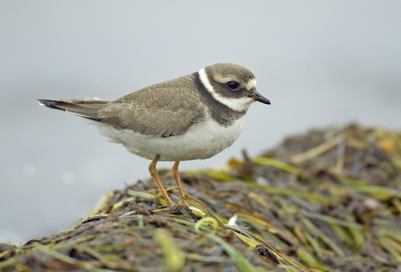 Juvenile Ringed Plover Charadrius hiaticula