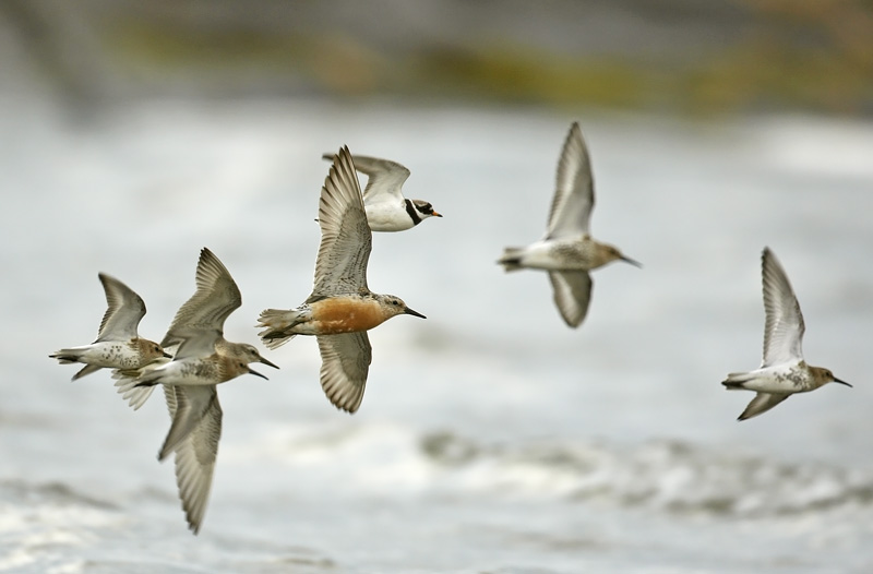 Dunlins, Ringed Plover and Red Knot