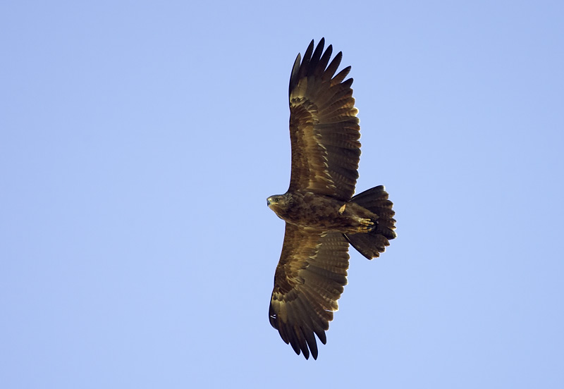 a rather average adult Lesser Spotted Eagle