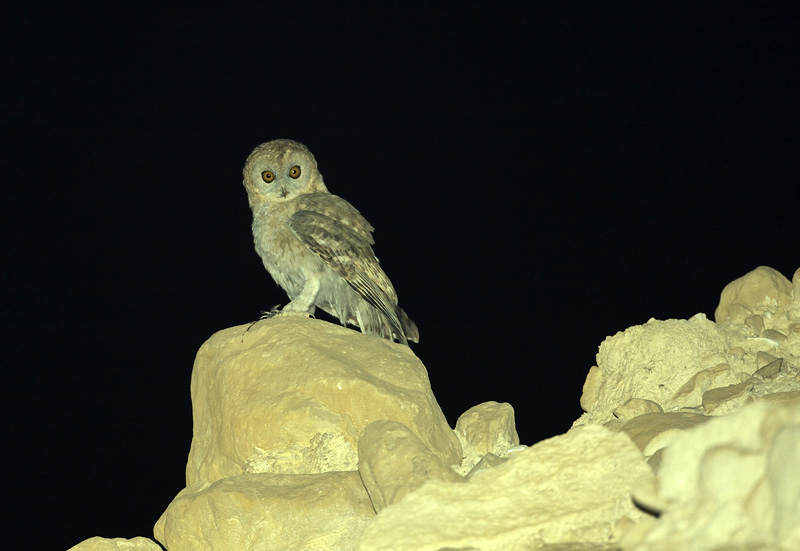 Hume's Owl in the desert W of the Dead Sea