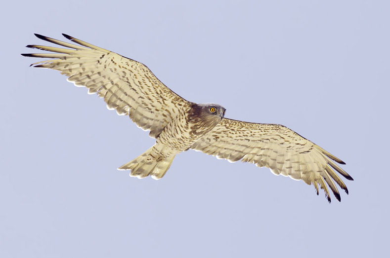 Short-toed Eagle with MarkIV and 500mm Canon using the central focusing point. Situations like this should come out with a 100% success rate, but even clean subjects like this are sometimes not in focus.