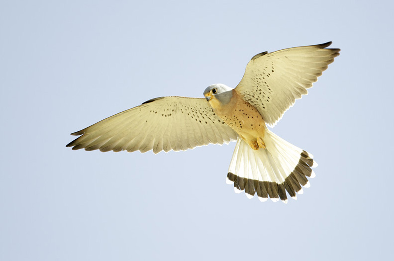 Both Common Kestrels and Lesser Kestrels (above) could be seen in good numbers during the Festival week. At Yotvata circular fields there was a mixed flock of some 50-60 birds, which gave excellent opportunities to compare the two species side by side.