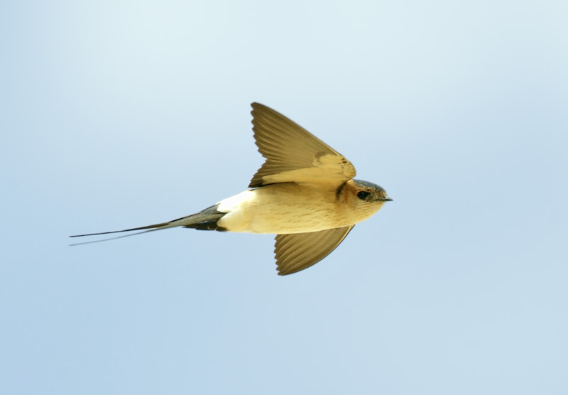 Red-rumped Swallow captured by Canon EOS1D mkIV and Canon 500mm f4.0 , handheld and using all 45 focusing points. Israel, Eilat, March 18th, 2010