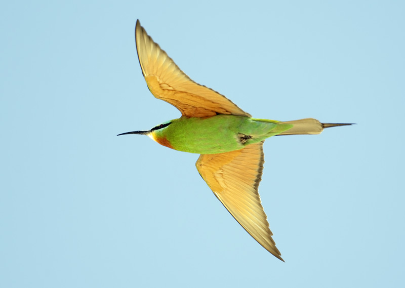 Groups of gorgeous Blue-cheeked Bee-eaters could be seen during the Festival week near Eilat.  