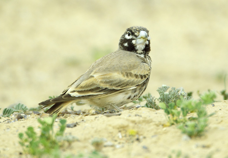 Thick-billed Lark, one of the mega-birds to be seen during this year's Eilat Birds Festival week.