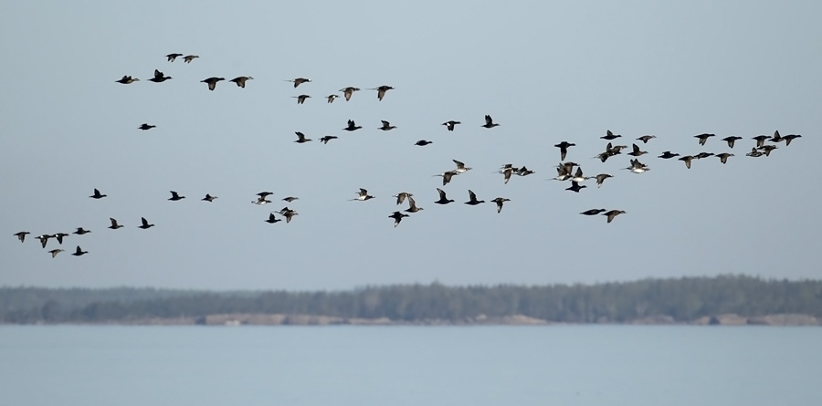 A mixed flock of Long-tailed Ducks and Common and Velvet Scoters