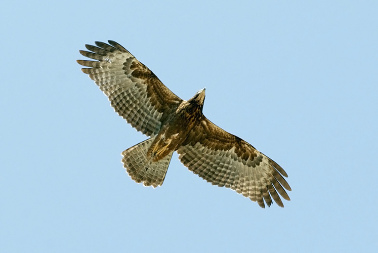 Dark form juvenile Crested Honey Buzzard in Salalah, Oman, Dec 12th,2010
