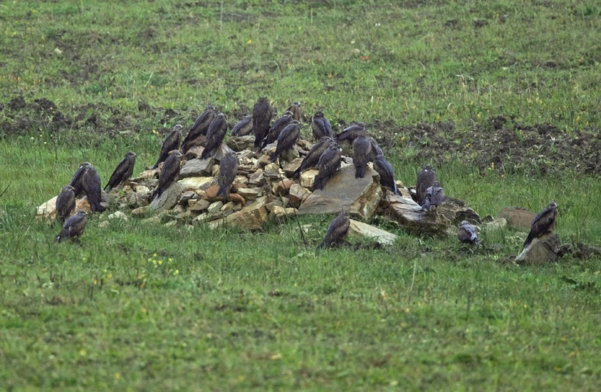Black Kites in pouring rain on 8th of March. As soon as the rain stopped the kites continued their migration.