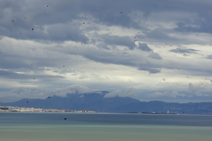 Black Kites arriving from Africa en masse yesterday, 9th of March. The town of Tarifa can be seen on the left with the light house of Isla Las Palomas, Europe's southernmost point, just right of it. The high mountain in the background is Djebel Musa on the Moroccan side. 