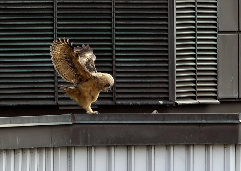 One of the chicks is conducting the bustling Helsinki City orchestra from his favourite look-out.