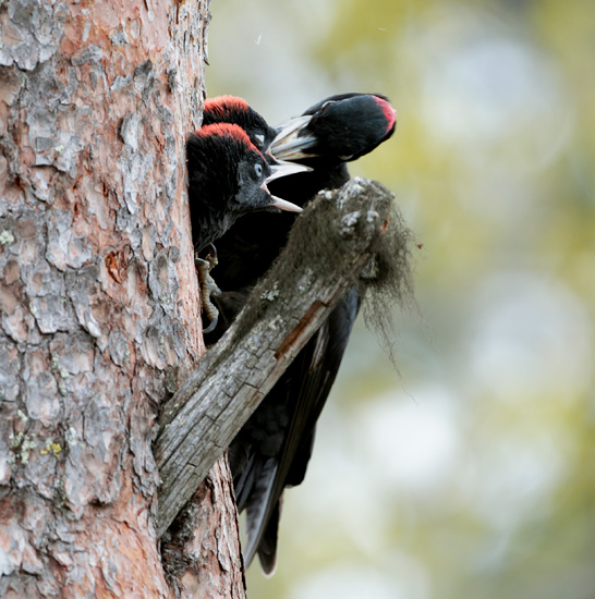 Adult female Black Woodpecker feeding male and female chicks.