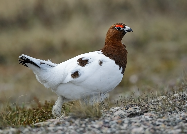 This male Willow Grouse let me approach to within two metres of it, and even then it just slowly walked to the side!