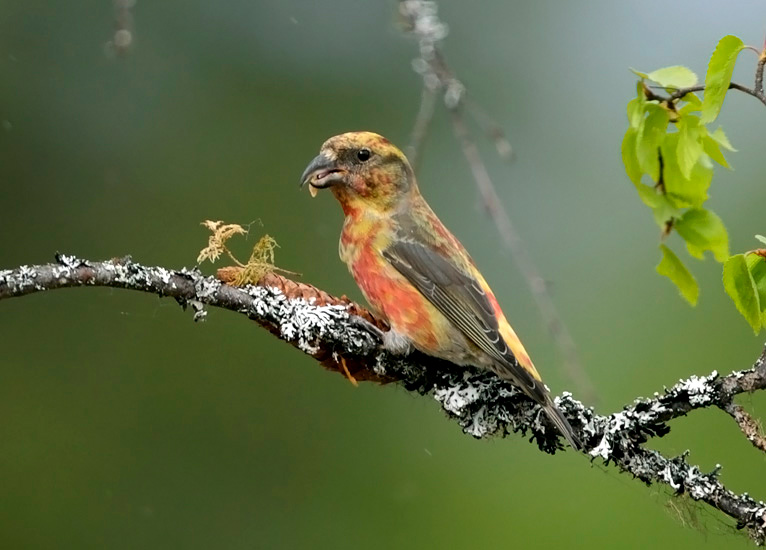 Common Crossbill, 2nd cal yr male -the mini-parrot