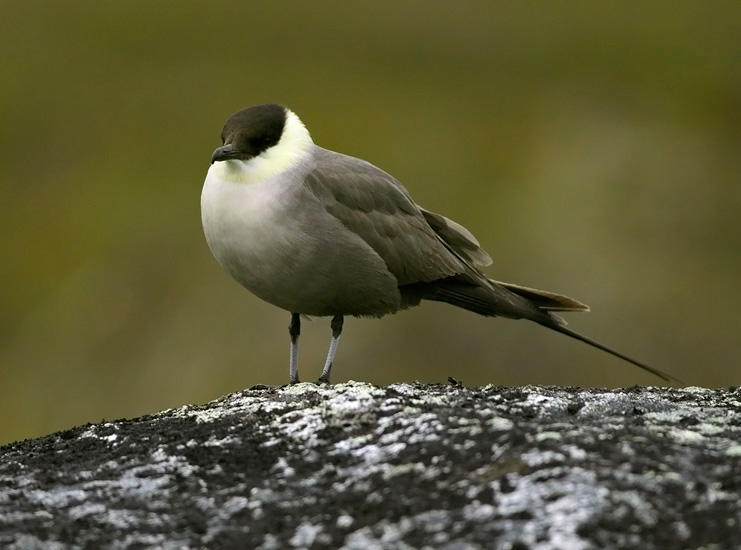 Adult Long-tailed Skua at midnight