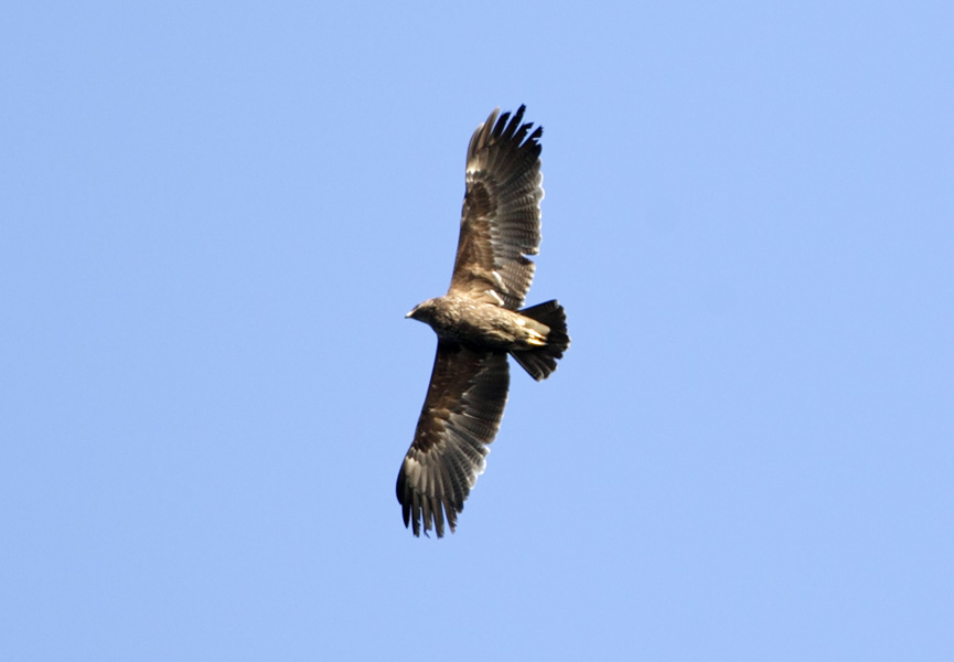 In direct sunlight the underwing coverts were clearly brown with a darker carpal area.