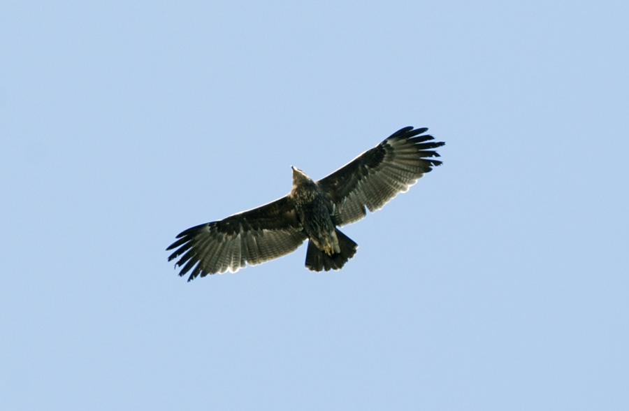 ...but most of the time the underwing contrast resembled a normal 2nd cy GSE.