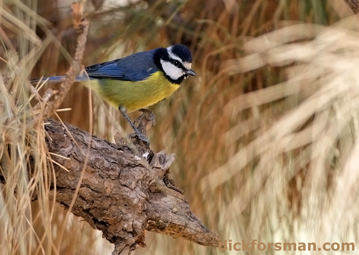 Canary Islands Blue Tit Cyanistes [caeruleus] teneriffae. Recently accorded species status, but even then may appear as either Cyanistes teneriffae or Cyanistes ultramarinus, depending on source!? Tenerife, 11th Dec,2011.