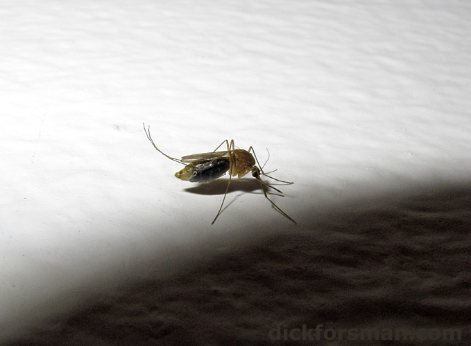 Another African not to forget is the Malaria Mosquito Anopheles sp., here blood-filled and photographed on the wall of my hotel room! Malaria should be taken seriously, and nobody should travel to malaria infested areas without proper prophylactic treatment. I remember reading somewhere, that one mosquito out of 5000 transmits malaria, what about this one? 