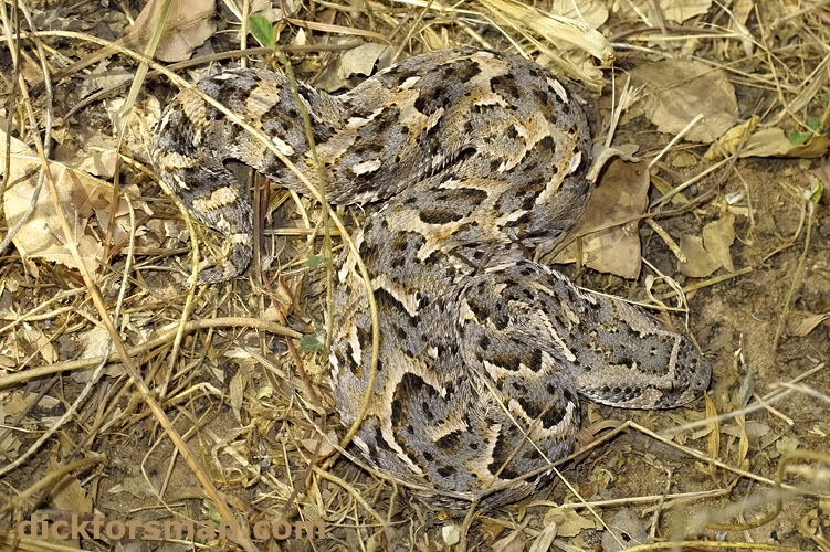The Puff Adder, here removed from its original position for better photographs.