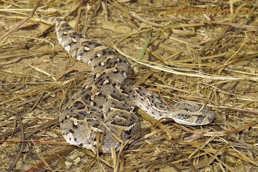 puffadder05012012txt2