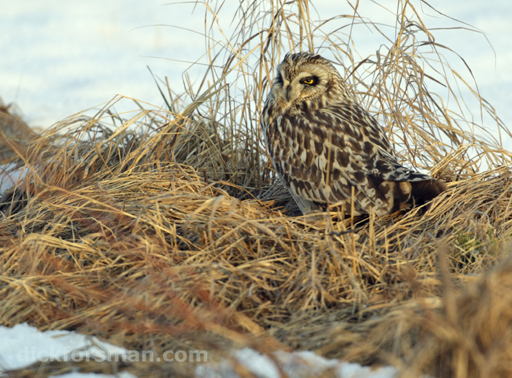 The Short-eared Owl from 4th of May
