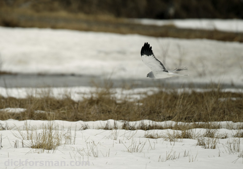 Male Hen Harrier at its best
