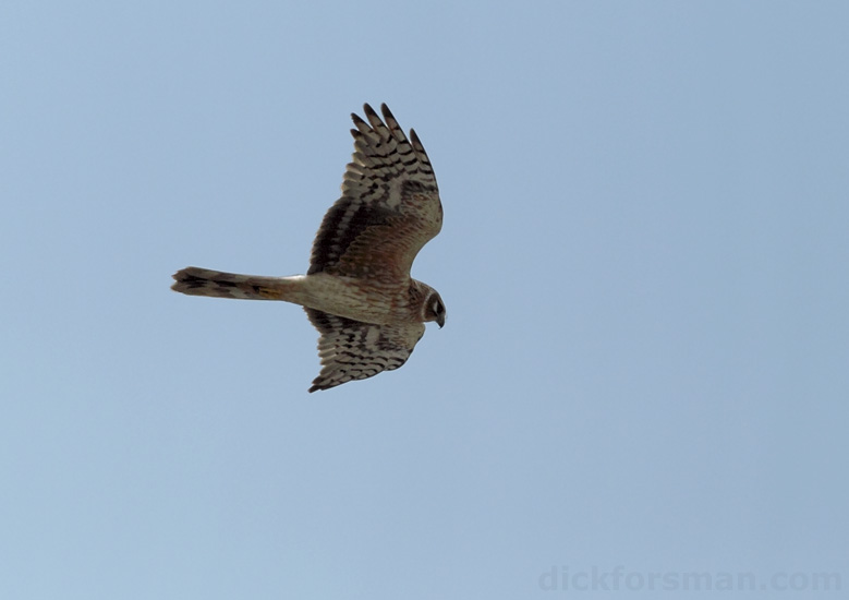adult female Pallid Harrier