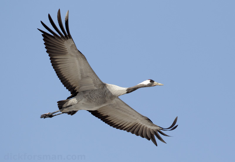 Excellent light for flight-shots -Crane