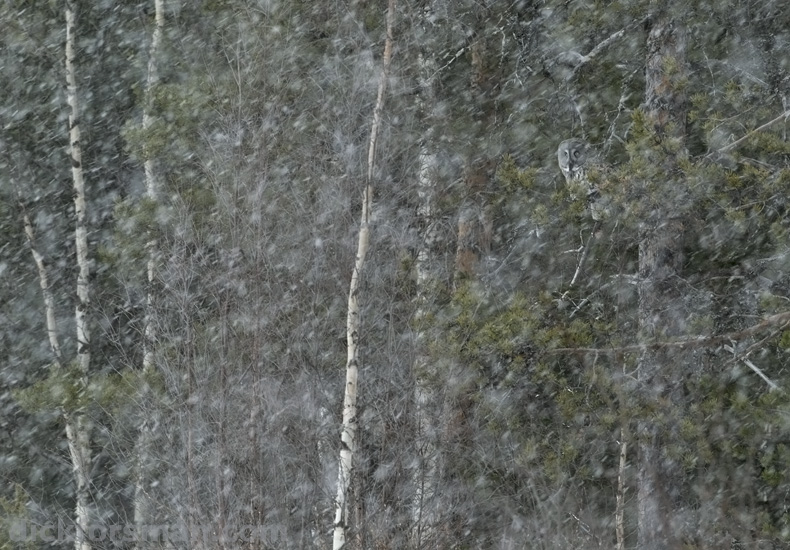 GGO hunting in a heavy snow-storm on May 5th